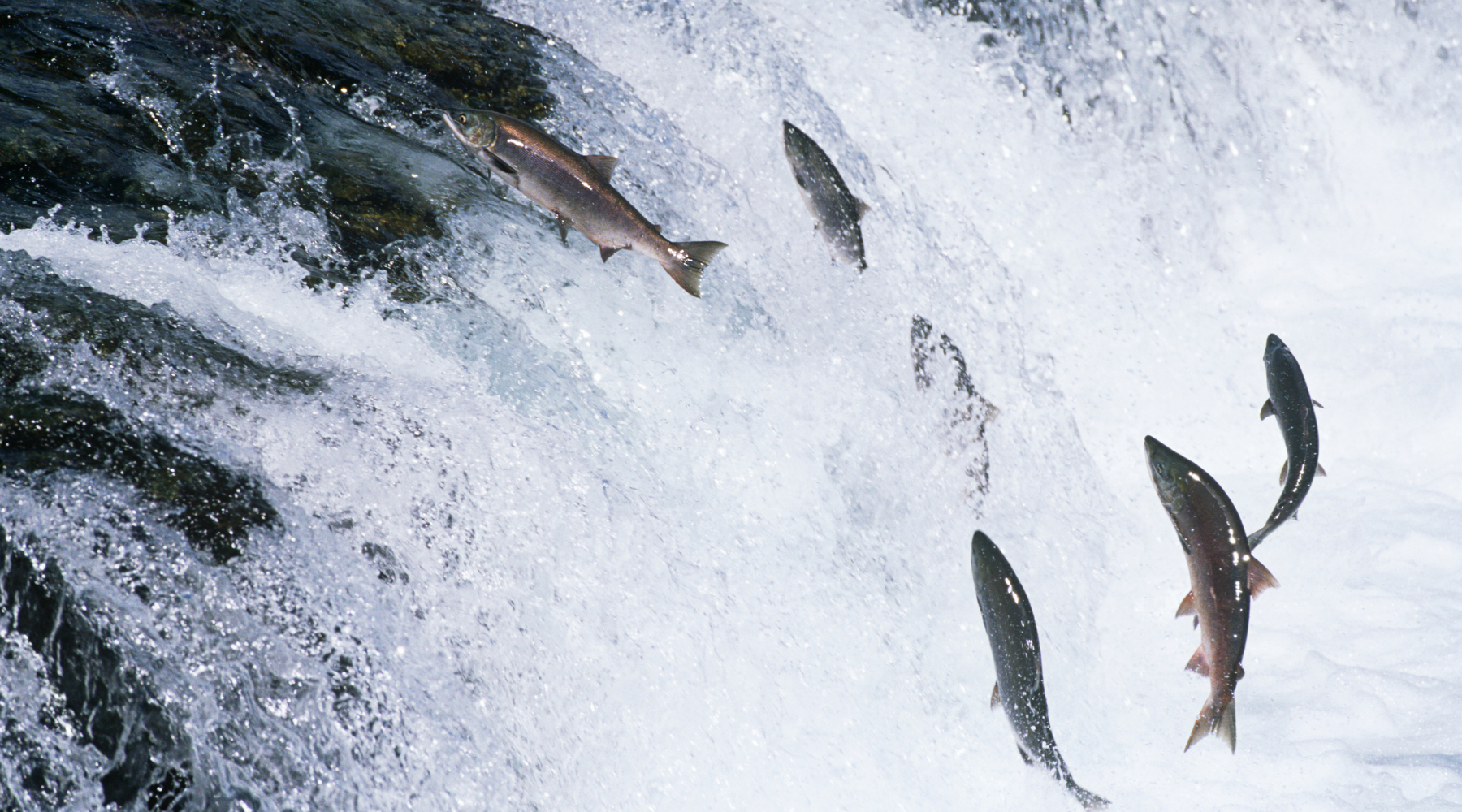 Wild Salmon vs. Farmed Salmon: A Comprehensive Comparison