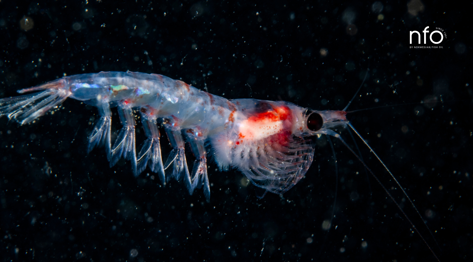 Krill oil’s rising popularity: omega-3 benefits, bioavailability, and sustainability